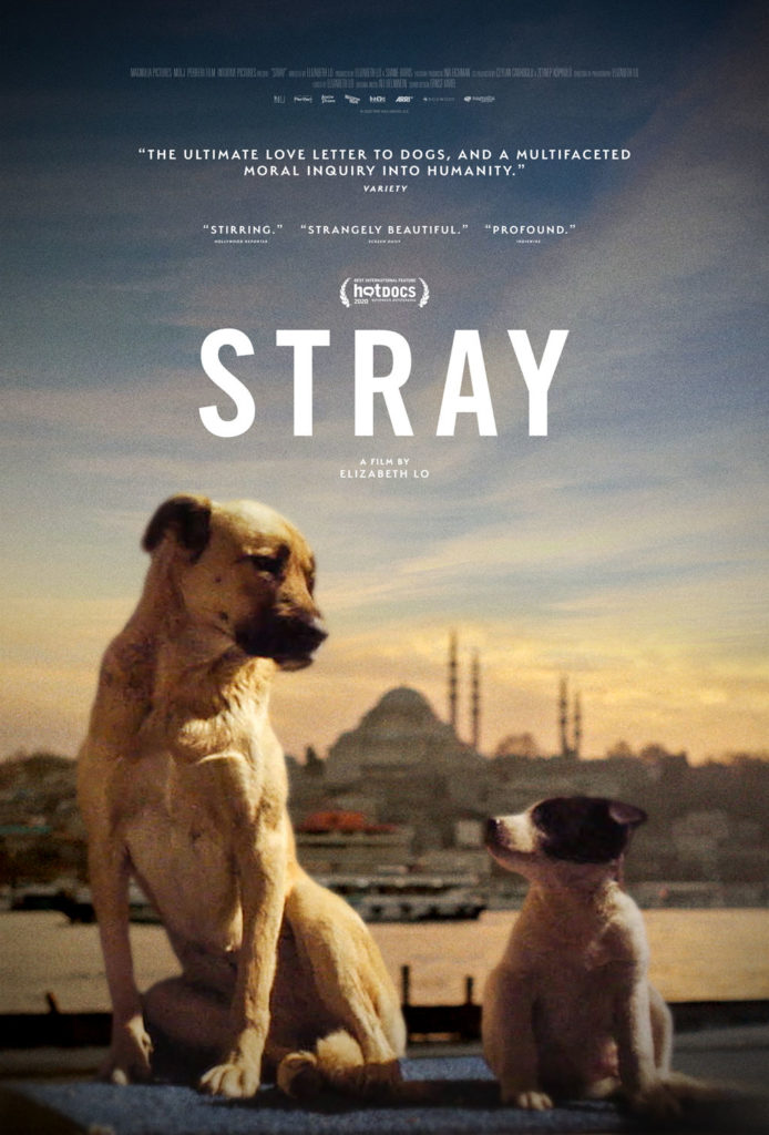 Dog Doc STRAY Gets a Trailer 1